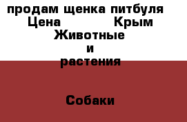 продам щенка питбуля › Цена ­ 6 000 - Крым Животные и растения » Собаки   